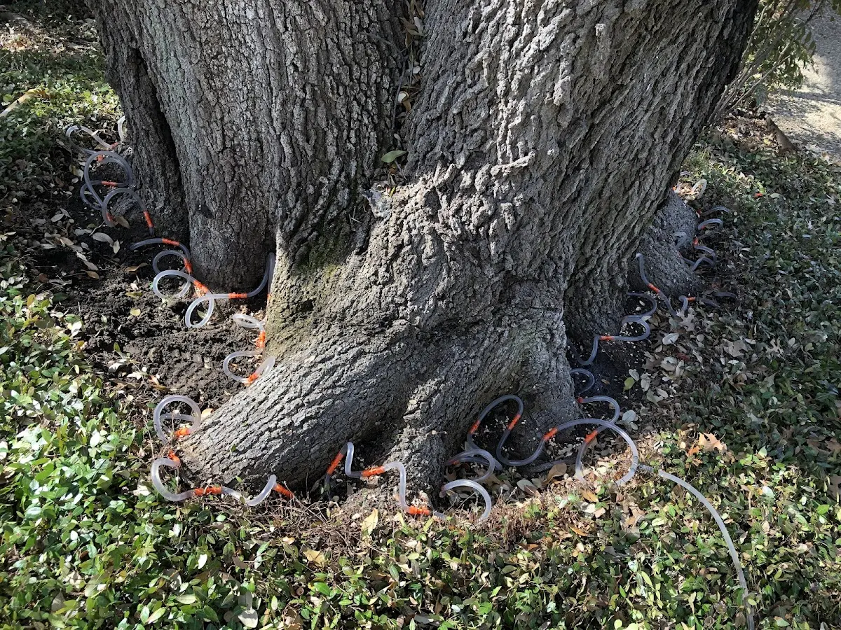 Detailed Tree Cabling and Bracing job site in Flynn