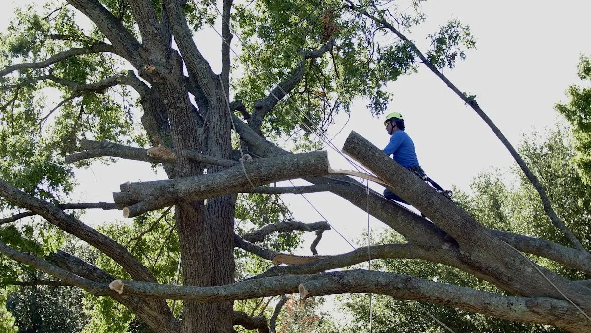 Professional Crown Thinning performed by certified arborists in Flynn