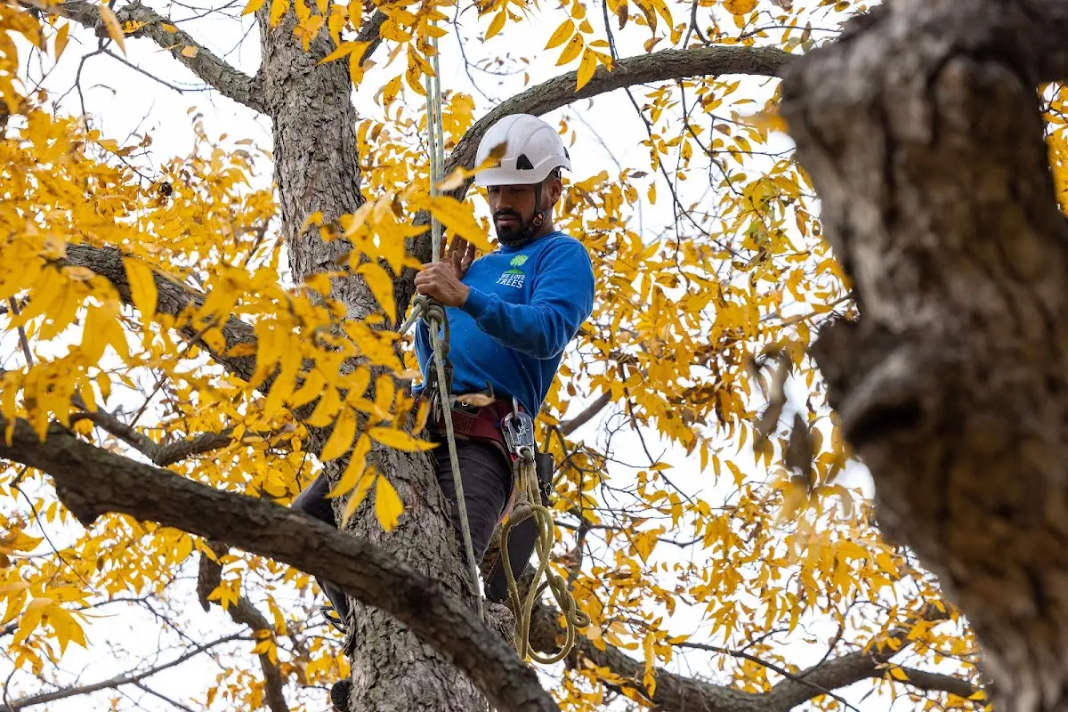 Skilled Storm Damage Cleanup crew working in Flynn